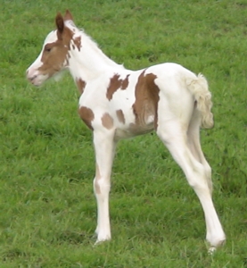 Sports Pony Studbook Society